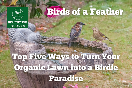 Birds of a Feather: Top Five Ways to Turn Your Organic Lawn into a Birdie Paradise