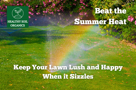 Beat the Summer Heat: Keep Your Lawn Lush and Happy when it Sizzles