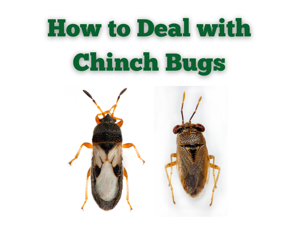 Remedies for Chinch Bug Damage - An Organic Approach