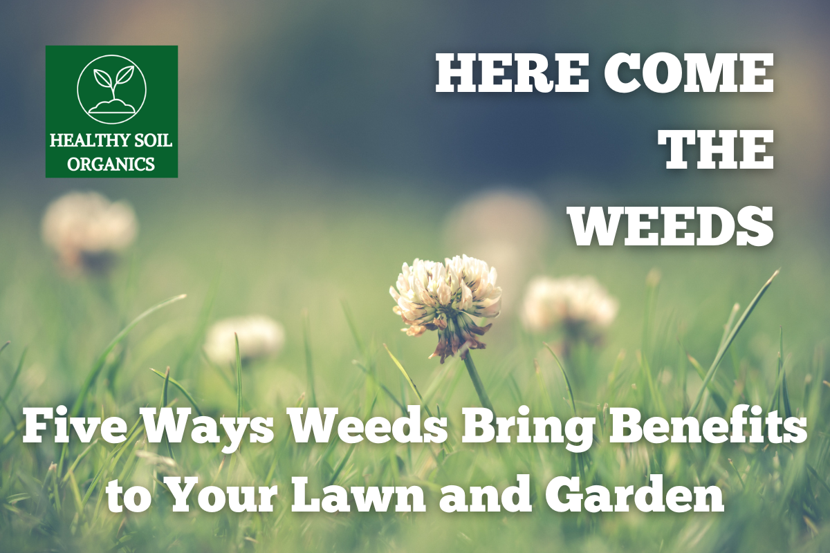 Here Come the Weeds: Five Ways Weeds Bring Benefits to Your Lawn and G ...