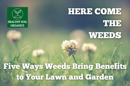 Here Come the Weeds: Five Ways Weeds Bring Benefits to Your Lawn and Garden