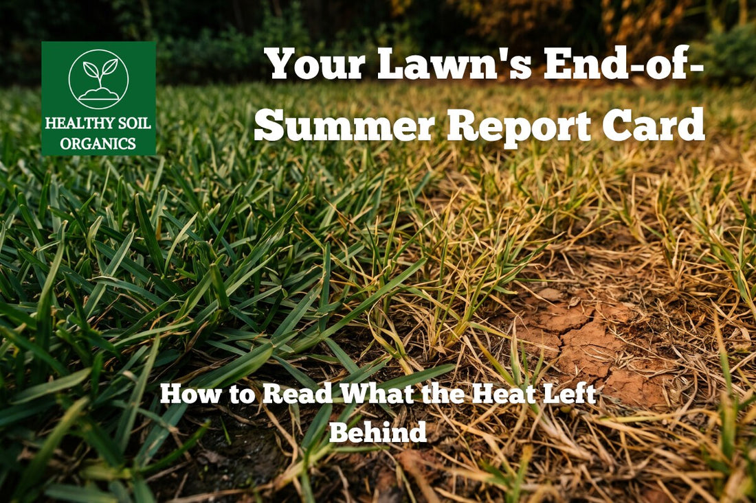 Your Lawn's End-of-Summer Report Card — How to Read What the Heat Left Behind