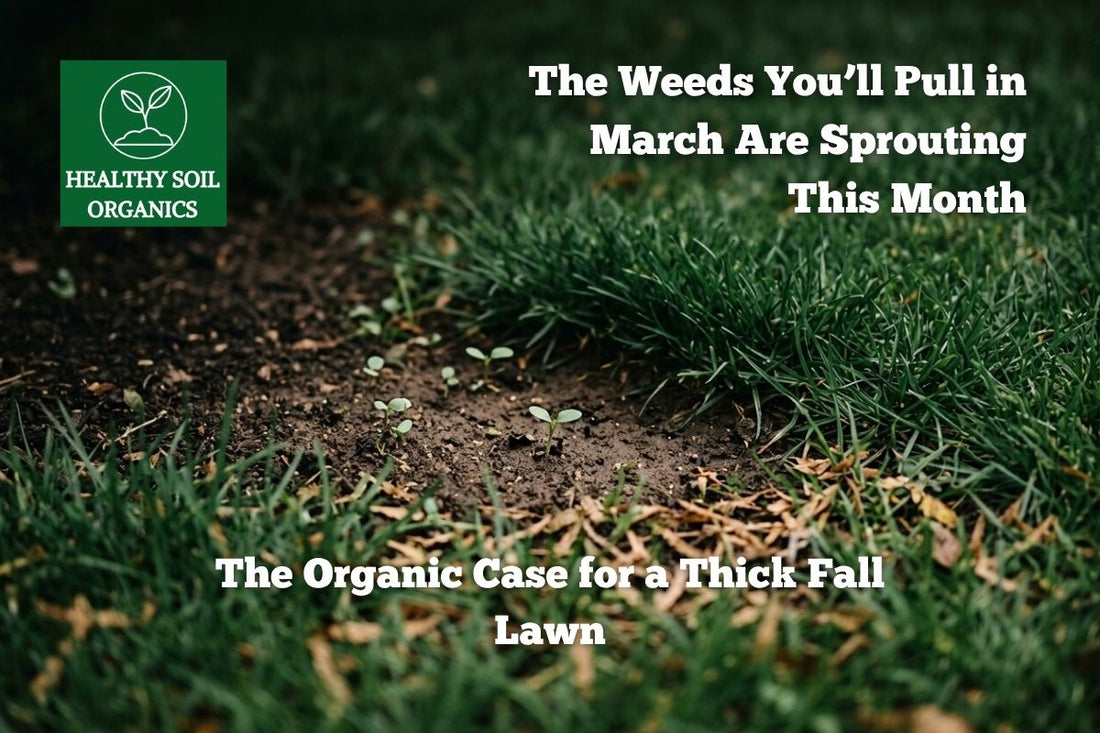 Winter weeds sprouting in fall and the thick lawn defense — Healthy Soil Organics