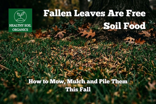 Fallen leaves are free soil food — Healthy Soil Organics
