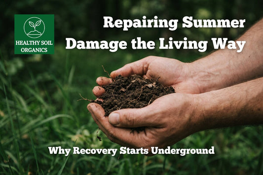 Repairing summer lawn damage the living way — Healthy Soil Organics