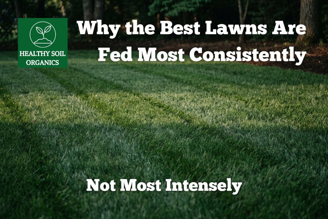 Consistent lawn feeding beats intense feeding — Healthy Soil Organics