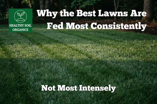 Consistent lawn feeding beats intense feeding — Healthy Soil Organics