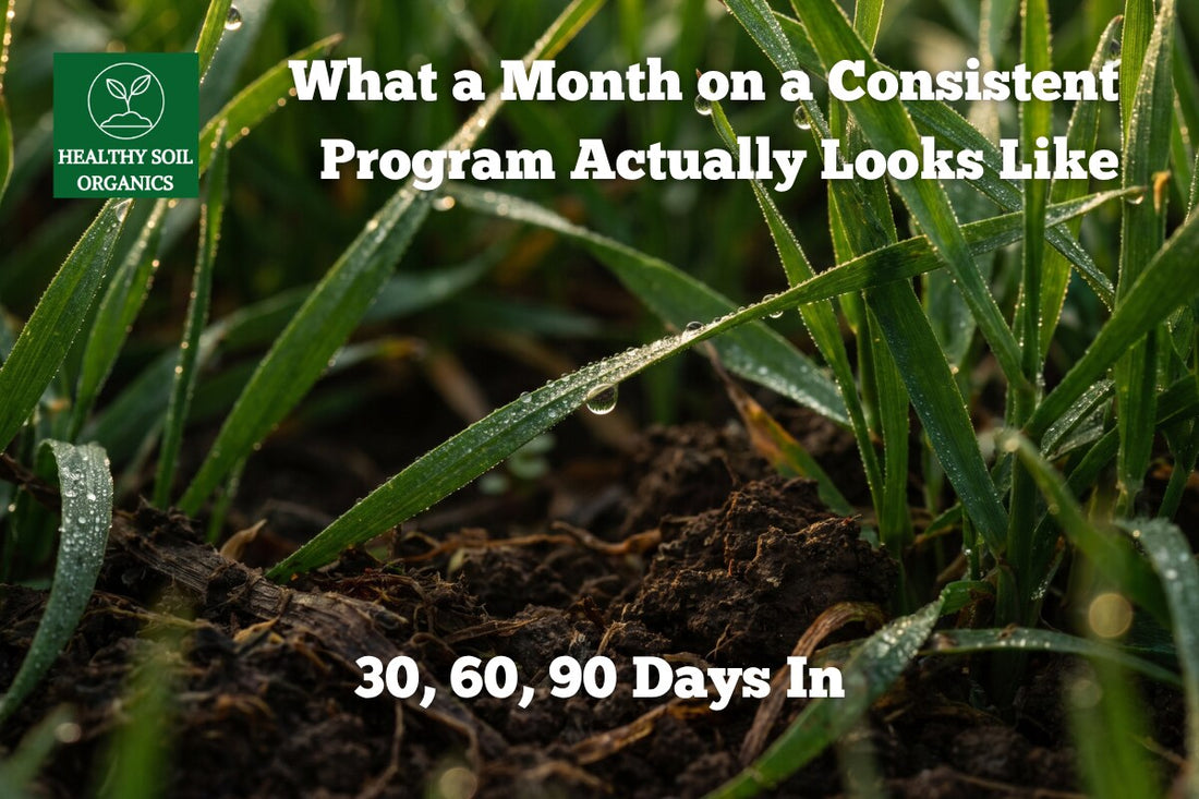 30, 60, 90 days on a consistent lawn program — Healthy Soil Organics