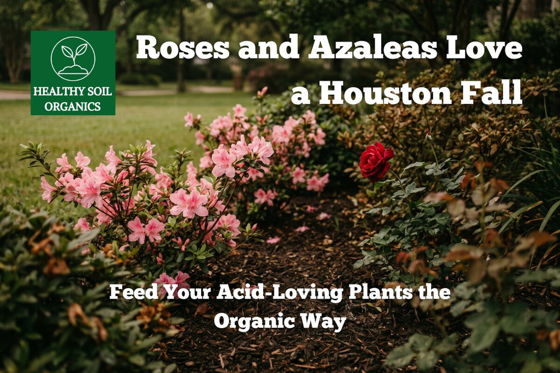 Roses and azaleas fall feeding guide — Healthy Soil Organics