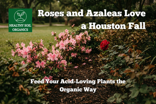 Roses and azaleas fall feeding guide — Healthy Soil Organics
