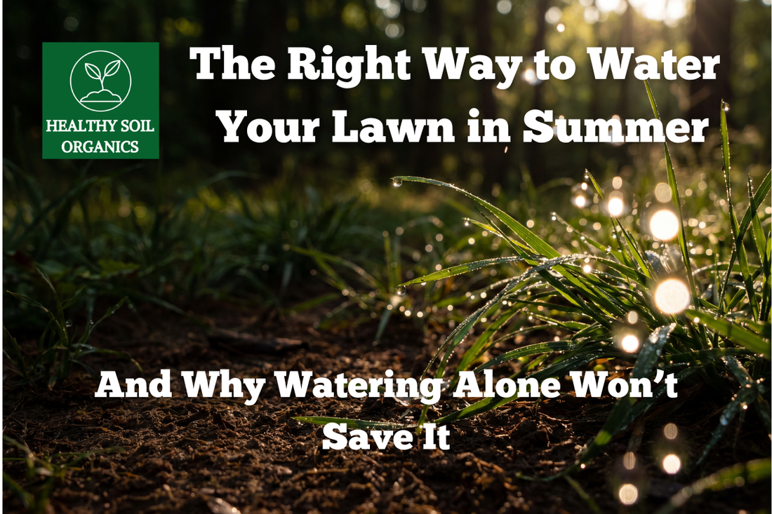 The Right Way to Water Your Lawn in Summer — And Why Watering Alone Won't Save It