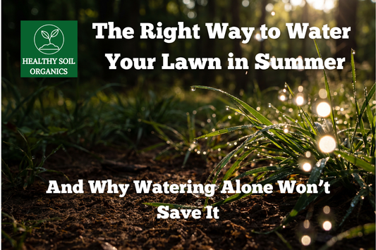 The Right Way to Water Your Lawn in Summer — And Why Watering Alone Won't Save It