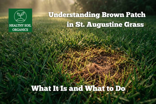 Understanding Brown Patch in St. Augustine Grass — What It Is and What to Do