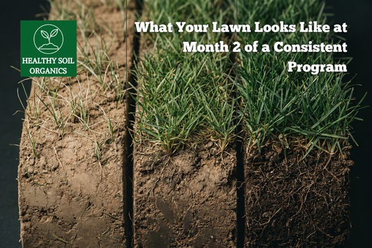 What Your Lawn Looks Like at Month 2 of a Consistent Program