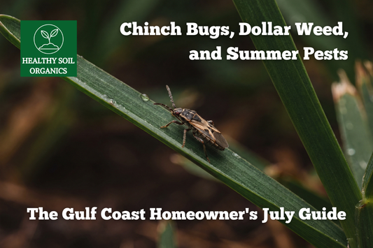 Chinch Bugs, Dollar Weed, and Summer Pests: The Gulf Coast Homeowner's July Guide