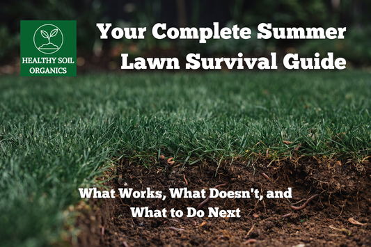 Your Complete Summer Lawn Survival Guide: What Works, What Doesn't, and What to Do Next