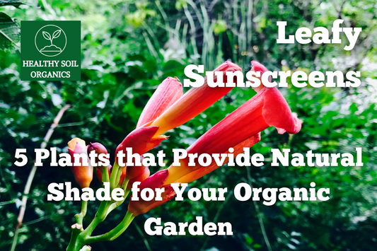 Leafy Sunscreens: 5 Plants that Provide Natural Shade for Your Organic Garden
