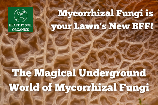 The Magical Underground World of Mycorrhizal Fungi: Your Lawn's BFF!