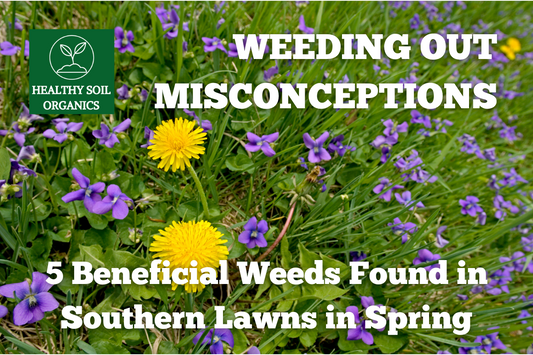 Weeding Out Misconceptions: 5 Beneficial Weeds Found in Southern Lawns in Spring