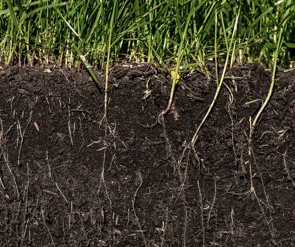 https://healthysoilorganics.com/cdn/shop/articles/roots.png?v=1658313241