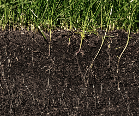 Roots are the Key to a Lush and Healthy Lawn and Garden