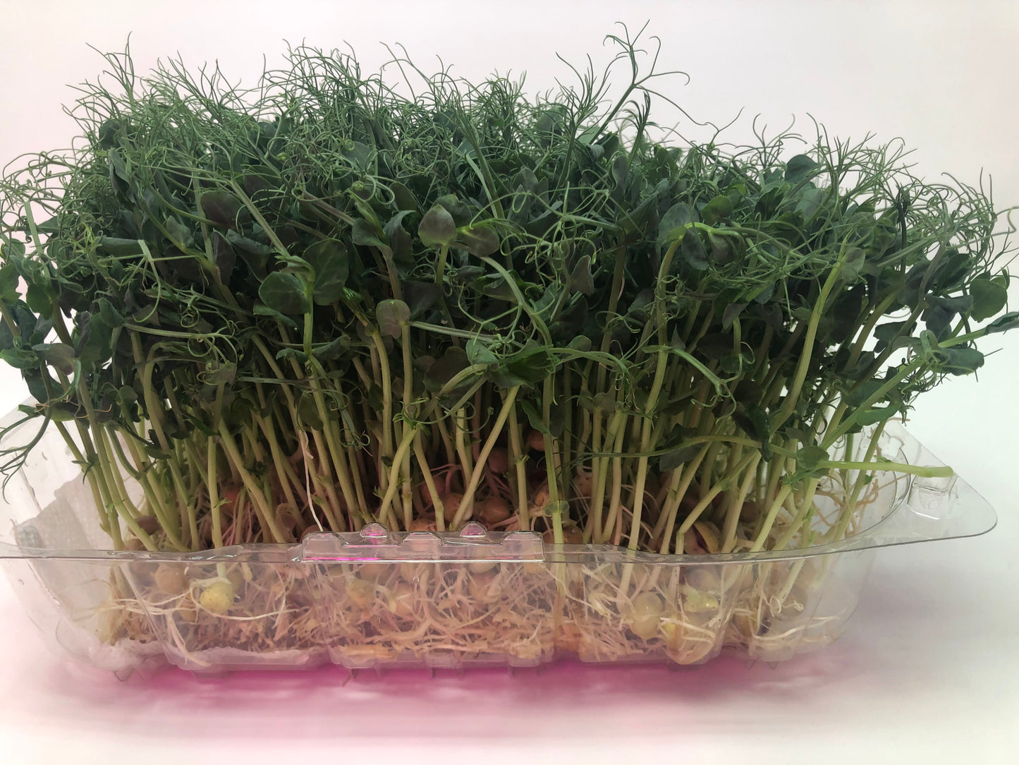 Field Pea Microgreens (Full Pad - 7.5" x 5.25")